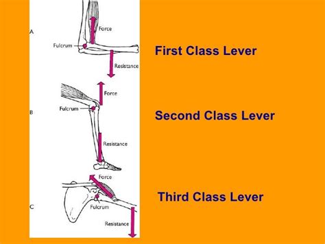 😊 Example of 1st class lever in human body. What Are the Different ...