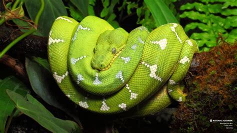 Amazon Tree Boa Wallpapers HD Download