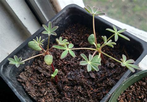 How To Grow Lupine From Seed | Storables