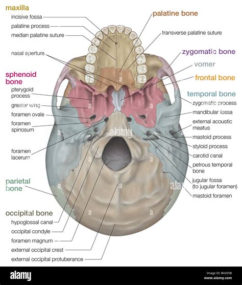 Jugular Foramen Location