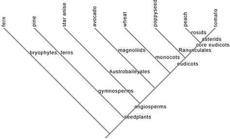 Phylogenetic tree view | The Botanist in the Kitchen