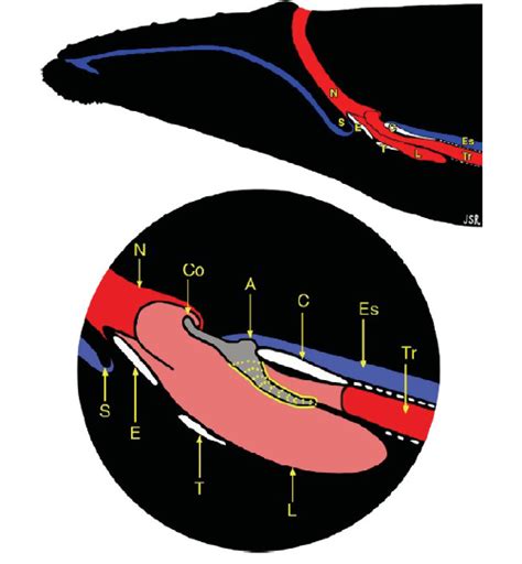 laryngeal anatomy for baleen whales (from [53] (A : arytenoid ...