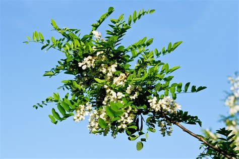 Acacia flowers stock image. Image of plant, park, wood - 54653051