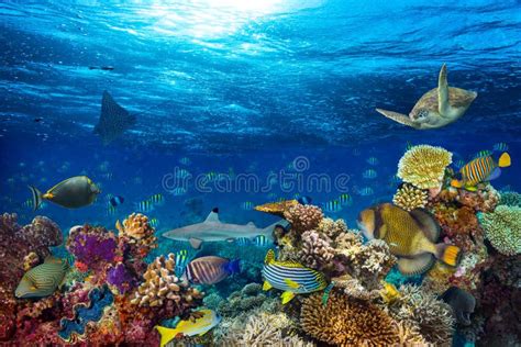 Underwater Coral Reef Landscape Stock Photo - Image of indian, aquarium: 86150390