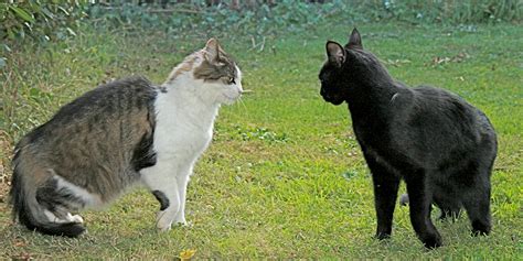 Aggression between cats | International Cat Care