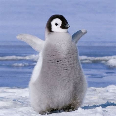 Baby penguin | Animals Everyone Should Have! | Pinterest