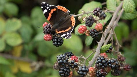 Red Admiral butterflies: Climate change sees migratory species stay in ...