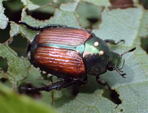 Developing Japanese Beetle Biological Control Programs - NewsLeaf