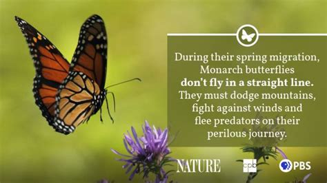 Monarch Butterfly Fact Sheet | Blog | Nature | PBS