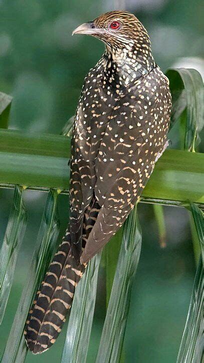 female asian cuckoo | Birds, Bird pictures, Pet birds