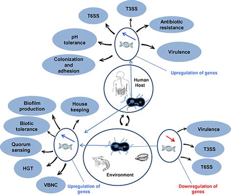 Frontiers | Adaptations of Vibrio parahaemolyticus to Stress During ...