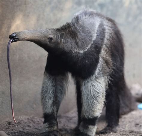 Giant Anteater Tongue