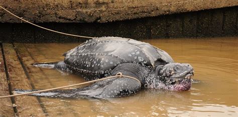 Rescataron una tortuga marina gigante en el Río Luján