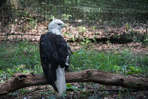 Lowcountry Zoo gives native species second shot to survive, thrive ...