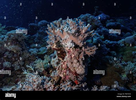 leather finger coral reef at the Red Sea Egypt Stock Photo - Alamy