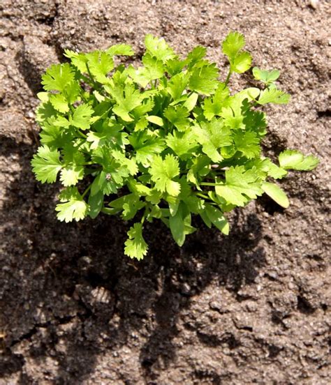 Coriander - growing, sowing and harvest of both leaves and seeds