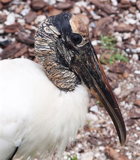 Florida’s Cape Canaveral National Seashore Wildlife – Graeme’s ...