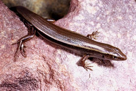 Ctenotus - Australian Lizards - The Australian Museum