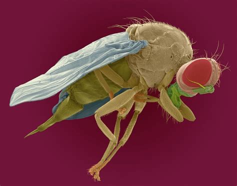 Mediterranean Fruit Fly by Dennis Kunkel Microscopy/science Photo Library