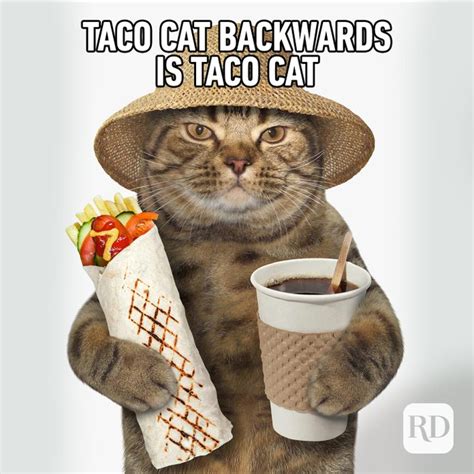 60 Cat Memes You'll Laugh at Every Time | Reader's Digest