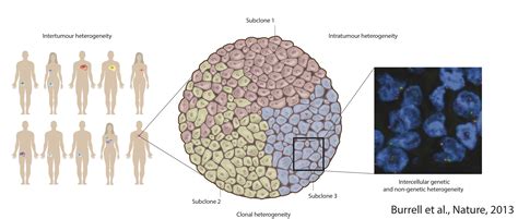 cancer_heterogeneity – Semrau lab | Quantitative Single-Cell Biology