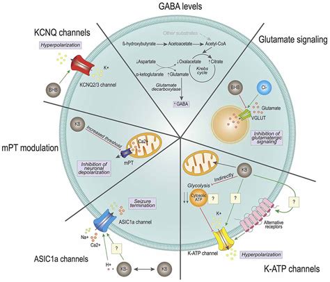 Frontiers | Ketone Bodies in the Brain Beyond Fuel Metabolism: From Excitability to Gene ...