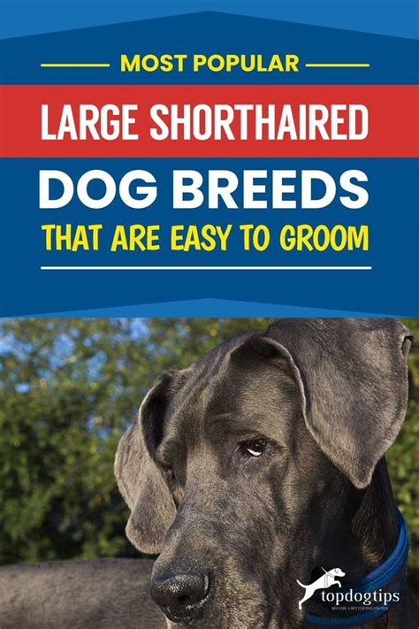 4 Most Popular Large Shorthaired Dog Breeds That Are Easy to Groom | Dog breeds, Breeds, Dogs