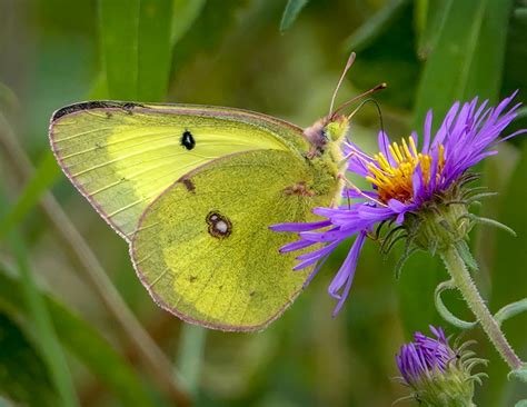 Adirondack Butterflies: Clouded Sulphur | Colias philodice