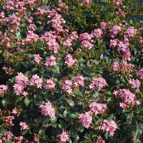 La Vida Mas® - Indian Hawthorn - Rhaphiolepis indica | Proven Winners