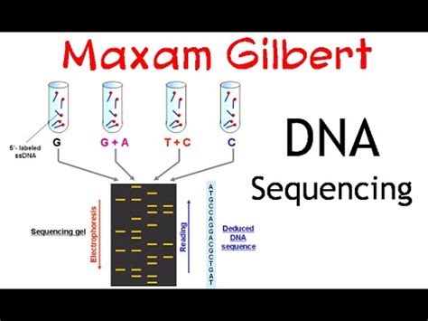 Maxam gilbert DNA sequencing method - YouTube