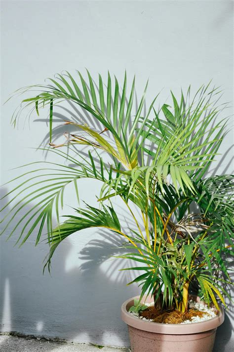 Potted Palm Plant · Free Stock Photo