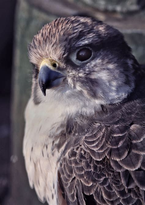 Gyrfalcon Photos, Download The BEST Free Gyrfalcon Stock Photos & HD Images