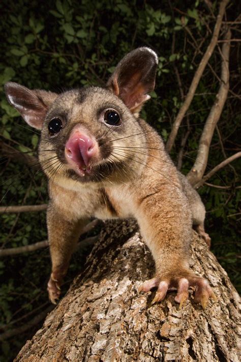 Keeping Possums Out Of Vegetable Garden | Fasci Garden