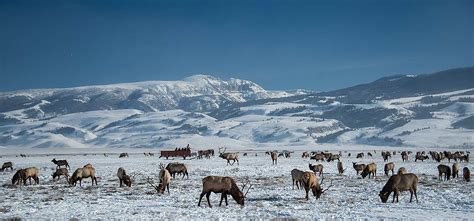 Winter Ranch Activities - Triangle X Ranch - Dude & Guest Ranch ...