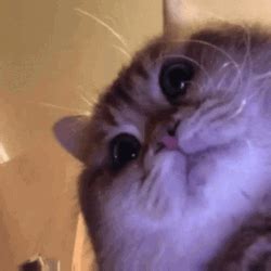 Scary Fat Cat Looking At You GIF | GIFDB.com