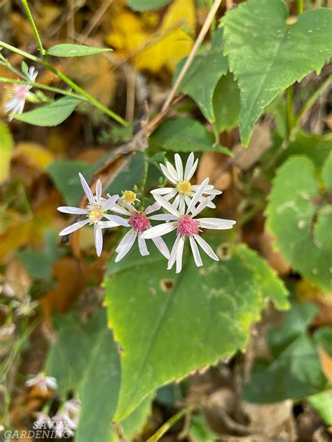 Native White Aster Plants to Add to Your Garden