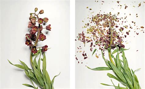 Broken Flowers - Design Crush