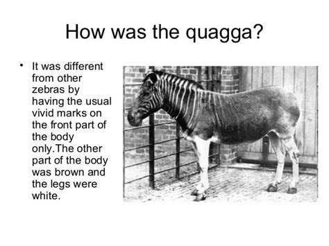 Quagga