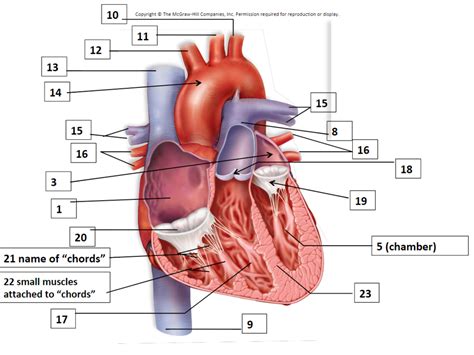 Anatomy Interior heart Diagram | Quizlet