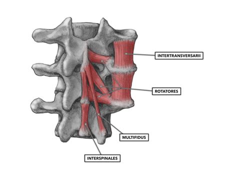 CrossFit | Cervical Muscles, Part 2