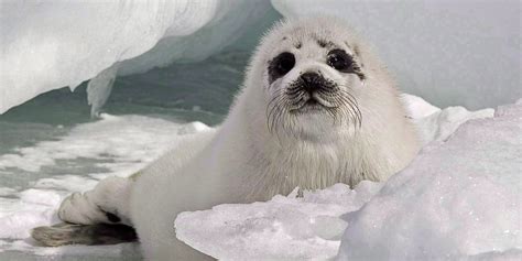 Pro-Seal Hunt Group To Receive Funds From Newfoundland And Labrador