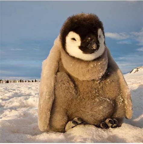 Baby Penguin 🐧 in Antarctica 🇦🇶 by Travels Fervor | Penguins, Cute animal pictures, Antarctica