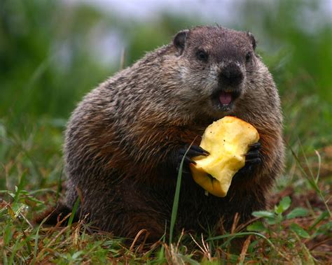 Woodchuck | Taken by Doris This guy scared Mike so bad that … | Flickr