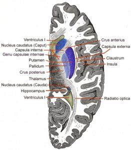 Capsula interna - Medicin.wiki