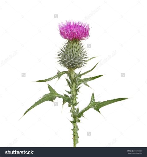 Thistle flowers clipart - Clipground