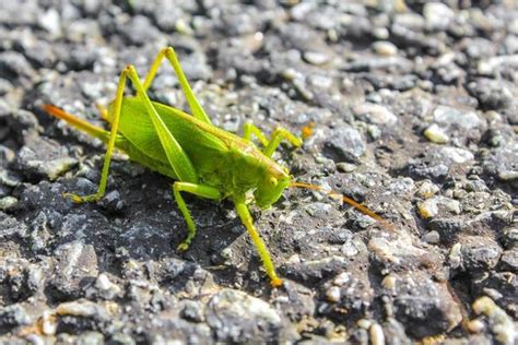 Cricket Ground Stock Photos, Images and Backgrounds for Free Download