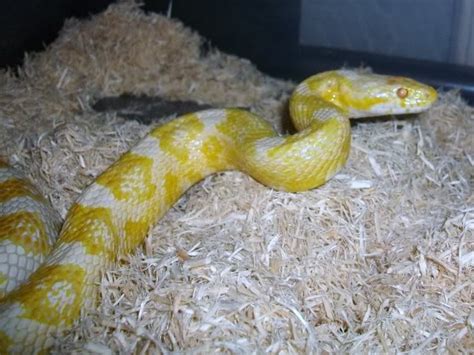 Corn snake morph identity?