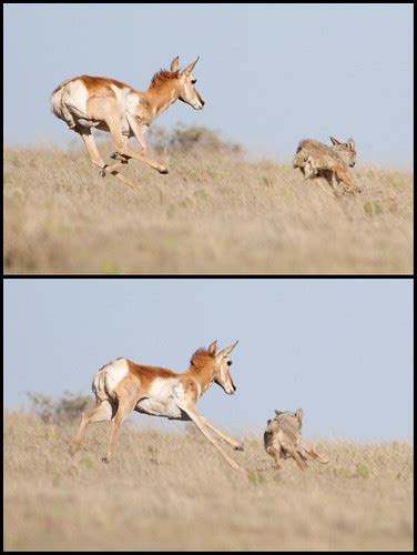 Pronghorn vs Coyote | I've been searching for pronghorn ante… | Flickr