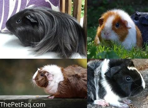 Meet The 13 Guinea Pig Breeds: A Full Overview [With Pictures] | ThePetFAQ