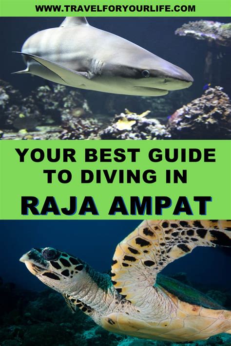 Your Best Guide to Diving in Raja Ampat - Travel for Your Life